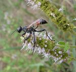 Prionyx kirbii